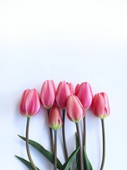 Fototapeta premium Bouquet of pink tulips on a white background. A gentle spring composition. Background for a greeting card.