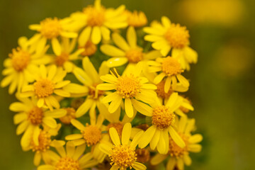 Closeup flowers 