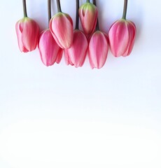 Bouquet of pink tulips on a white background. A gentle spring composition. Background for a greeting card.