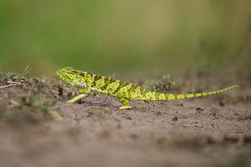 Wild and funny chameleon walking on the sand ground with blurred green trees in the background. Animal like a model front the camera looking to the camera. Green small animal.