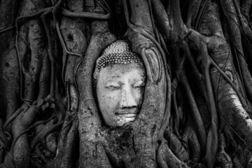 Milagro Tailandes. Cabeza de buda en ruinas, en raíces de un árbol antiguo. Blanco y negro