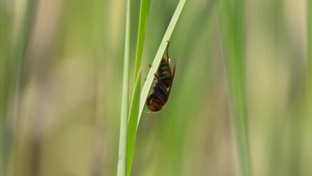 European hornet on the grass