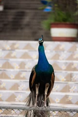Fototapeten blue peacock close up © JakkritOfficial