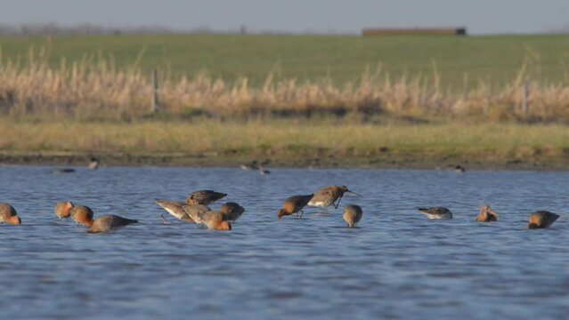 Black-tailed godwit - Limosa limosa wader bird in the lake