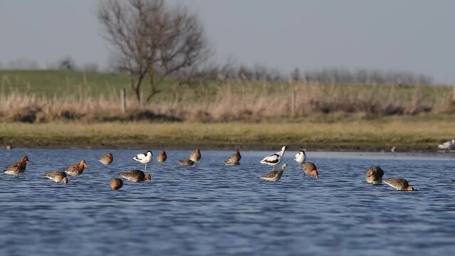Black-tailed godwit and pied avocet