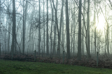 forest in fog