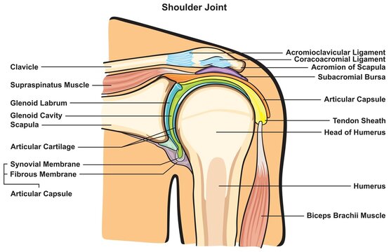 Shoulder joint anatomy infographic diagram physiology physiotherapy medical science education bones muscles ligaments bursa cavity capsule cartilage membrane human body health vector 
