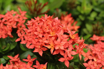 red flowers in the garden