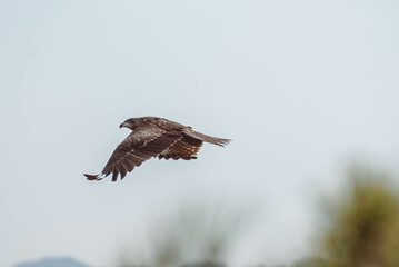 eagle flying over kanagawa japan