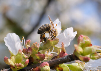 pszczoła zapyla pąki owoców 1