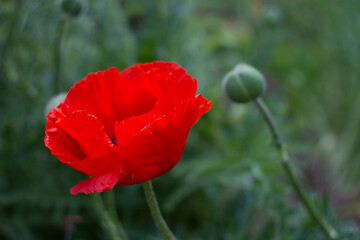 red poppy flower