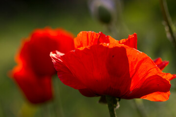 red poppy flower