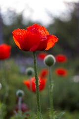 red poppy in the field