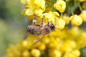 pszczoła na mohoni pospolitej 5