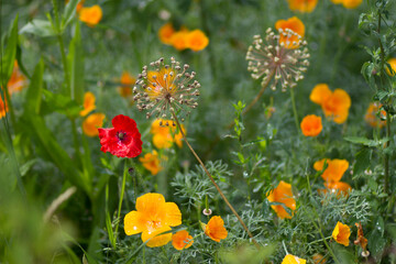 orange and yellow flowers