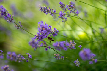 lavender flowers in the field