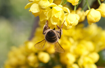 pszczoła na mohoni pospolitej 4 - obrazy, fototapety, plakaty