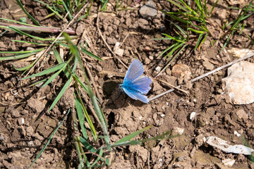 closeup of a common blue butterfly (Polyommatus icarus) 