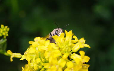 pszczoła ,gorczycznik wiosenny 1 - obrazy, fototapety, plakaty