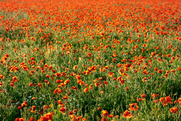 Field with red poppies in green grass at sunset



