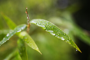 gouttes de pluies sur feuilles de bambou
