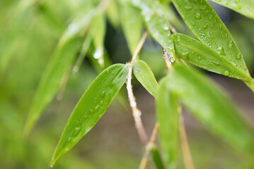 gouttes de pluies sur feuilles de bambou