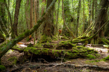 moss on trees cradle mountain