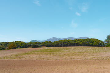 울릉도 죽도