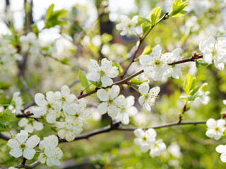 Blossoming apple tree branch in spring