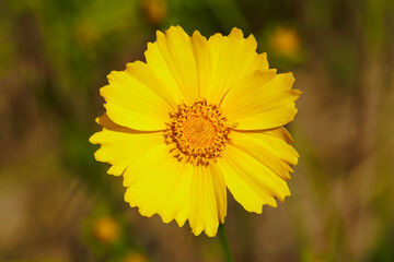 Closeup Coreopsis lanceolata. beautiful yellow flowers.