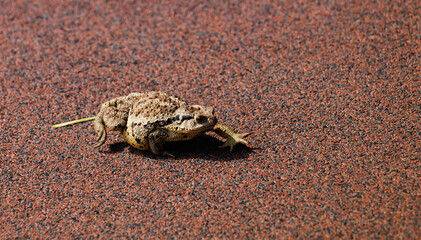 closeup Bufo gargarizans on the bike path