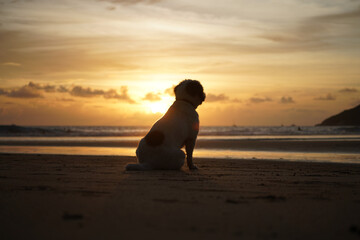 dog at sunset by the sea