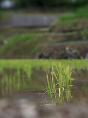 田植えの苗のリフレクション
