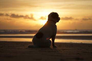 dog at sunset by the sea