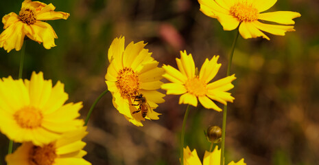 Coreopsis lanceolata and honeybee by the roadside. beautiful yellow flowers.