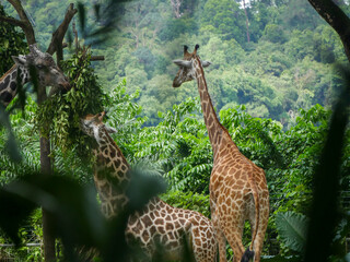 Giraffe : a tall African hoofed mammal belonging to the genus Giraffa. It is the tallest living...