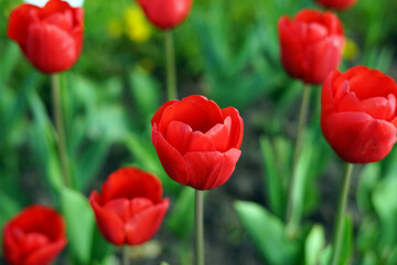 Red blooming tulip close up. There are also red tulips in the background. The background is blurry. Selected focus.