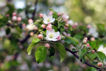 Blossoming flower on an apple tree branch. Selected focus. The background is blurry.