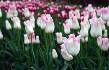 Close-up of one of the many tulips in the field. Selected focus. The background is blurry.