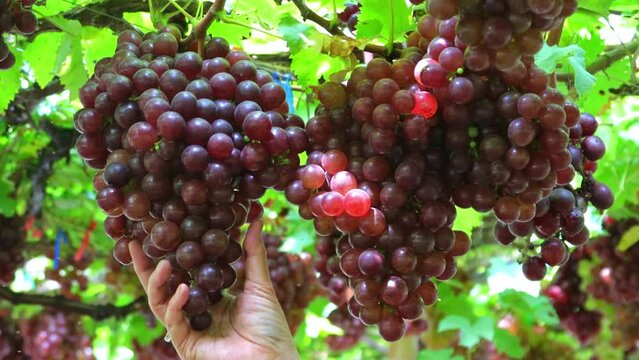Grape in the vineyard