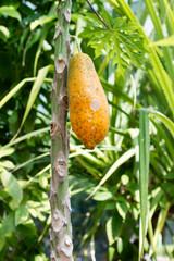 papaya fruit on the papaya tree