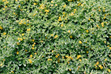 yellow petals on green leaves.