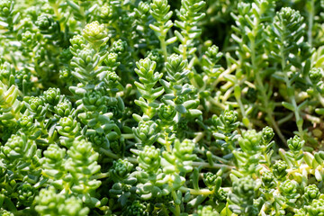 nice weather day, green plants in botanical garden
