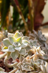 It is a succulent plant that receives sunlight. Graptopetalum paraguayense