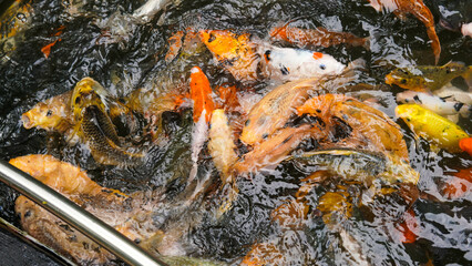 Fish in the pond