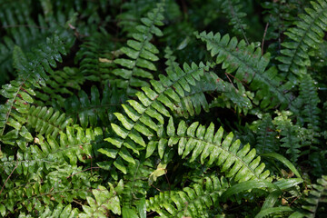 Plants with green leaves. natural texture.