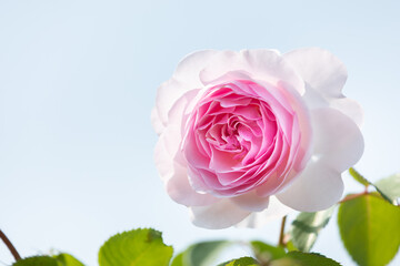 pink rose in a garden