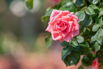 pink rose in garden