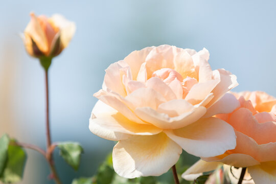 Pale Orange Flowers In The Botanical Garden