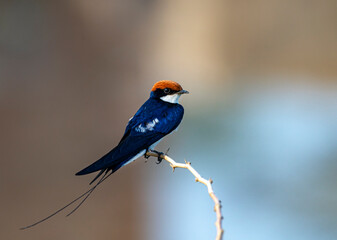 closeup of beautiful blue small bird, wire tailed swallow sitting on the branch in blur...